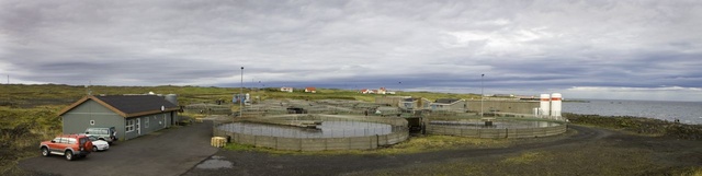 silungur_640 silungur_640