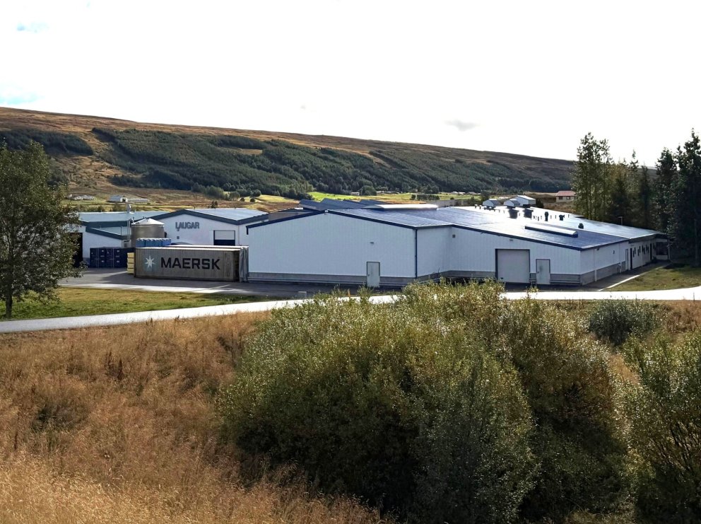 Fiskþurrkun Samherja að Laugum.